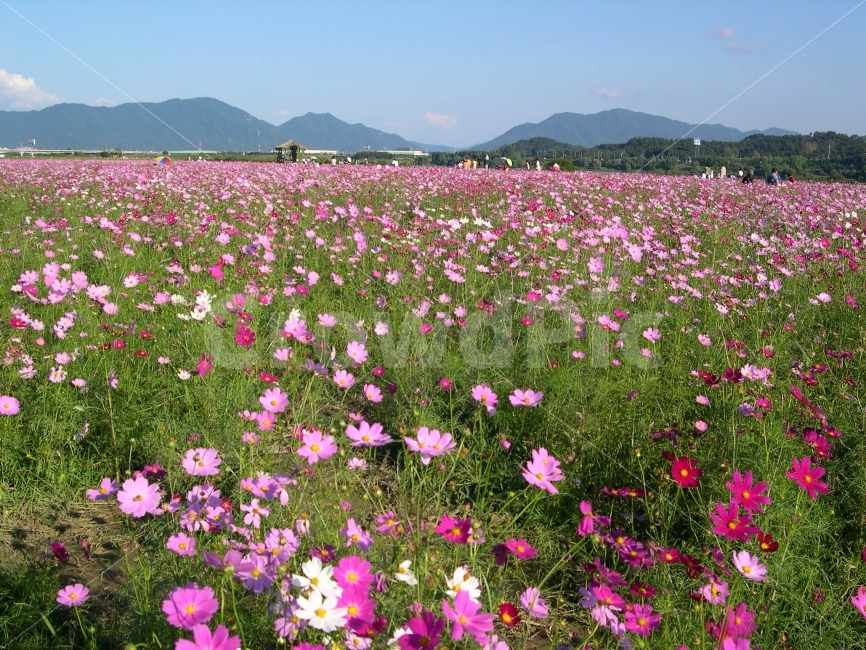 코스모스,꽃,꽃밭,가을,코스모스밭,오두막,풍경,산,자연,풍경,nature,landscape,가을,계절,fall,autumn,season,plant,식물