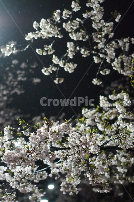 벚꽃,야경,밤,흰색,풍경,봄,봄,계절,spring,season,야경,밤,풍경,nightscape,night,landscape,식물,자연,plants,nature,꽃,flower,plant,cherry blossom,blossom