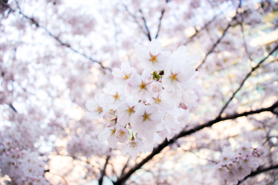 plant,식물,꽃,flower,벚꽃,cherryblossom,blossom,자연,봄