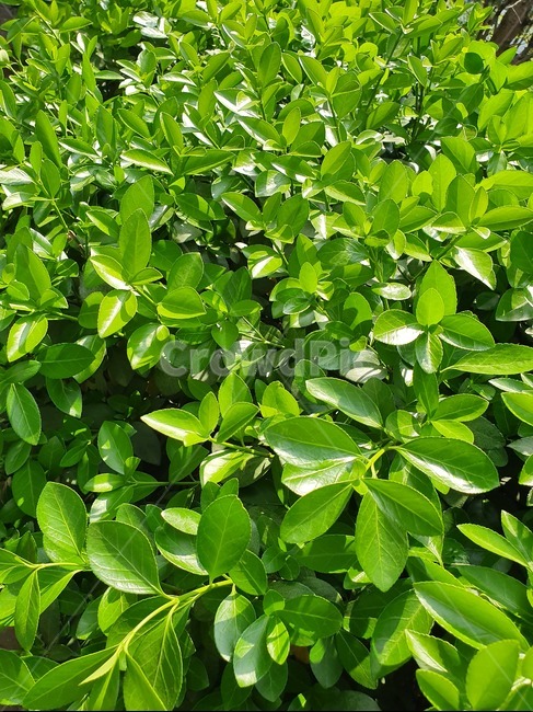 풀,자연,초록색,green,푸른,건강한,식물,자연,plants,nature