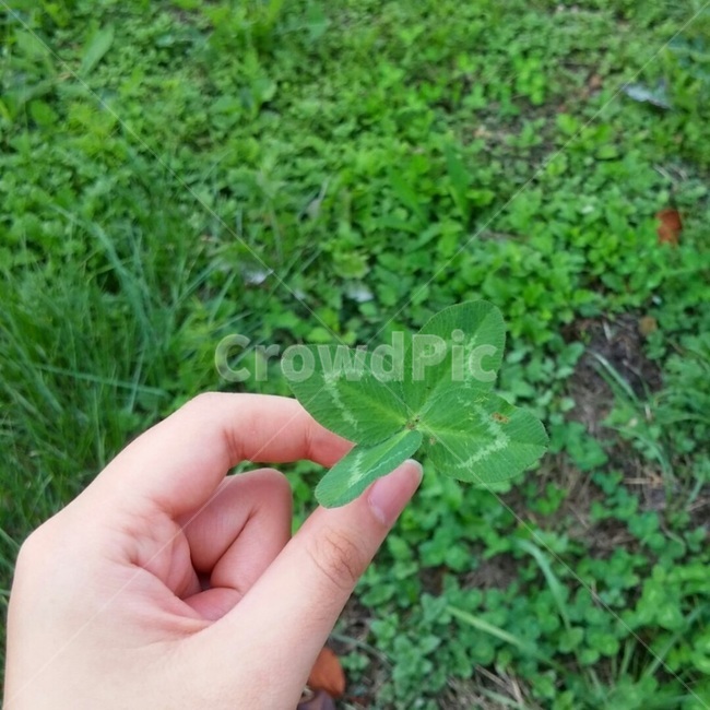 네잎클로버,클로버,행운,토끼풀,clover,식물,plant