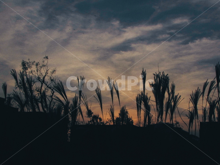 노을,구름,하늘,식물,갈대,햇빛,가을,역광,sunset,cloud,sky,plants,fall,season,reed,자연,풍경,nature,landscape,outdoors,옥외,tree,나무,plant,silhouette,실루엣