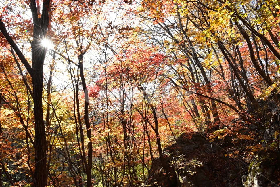 가을,단풍,울긋불긋,알록달록,형형색색,풍경,계절,시즌,아름다운,오색,치악산,부곡계곡,비경,감성,힐링,자연,가을,계절,fall,autumn,season,자연,풍경,nature,landscape,tree,나무,plant,식물,maple
