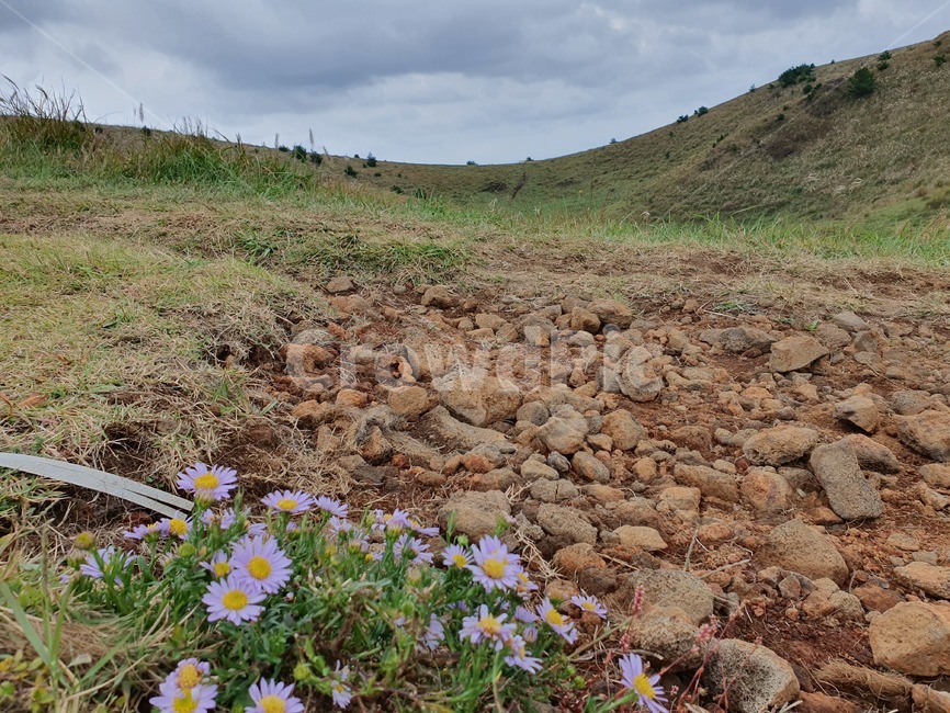 ground,바닥,땅,꽃,flower,하늘,sky,흐린날씨