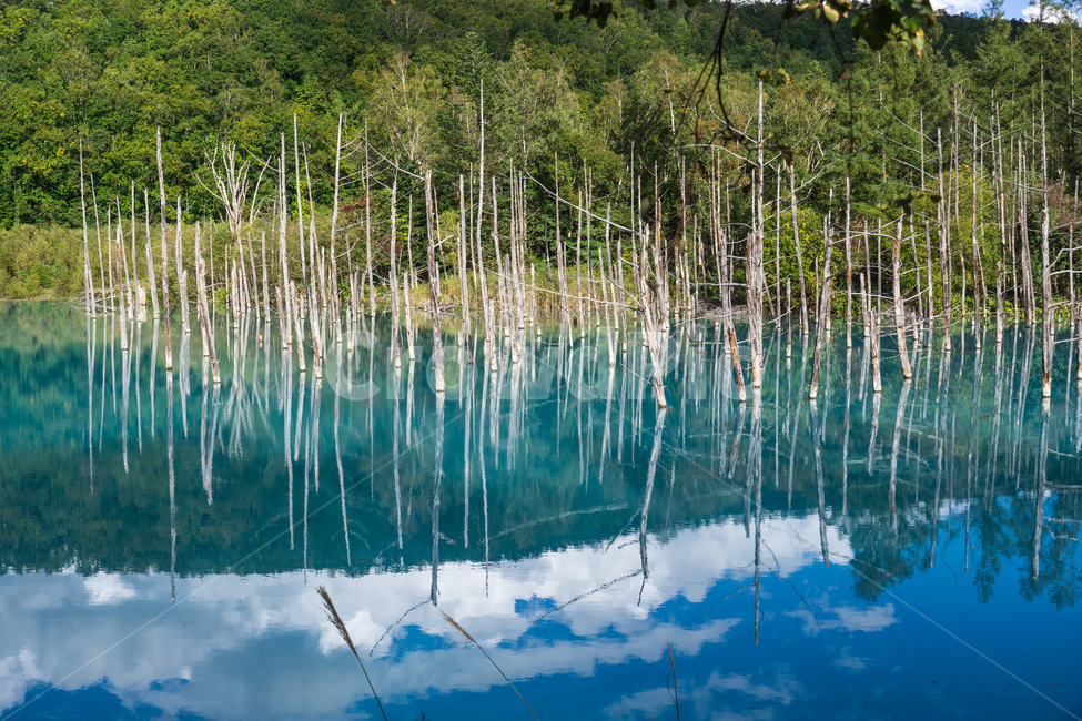 pond,Cheongui Lake,nature,tree,Japanese scenery,Hokkaido,BiA Tour,Aoiike,natural scenery,old tree,landscape,BA