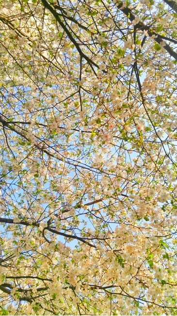 벚꽃,나무,봄,꽃,flower,cherryblossoms,spring