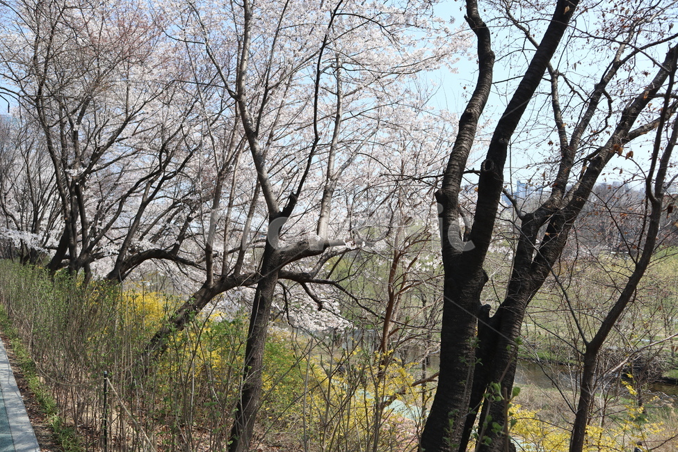 벚꽃,봄,벚꽃나무,나무,tree,plant,식물