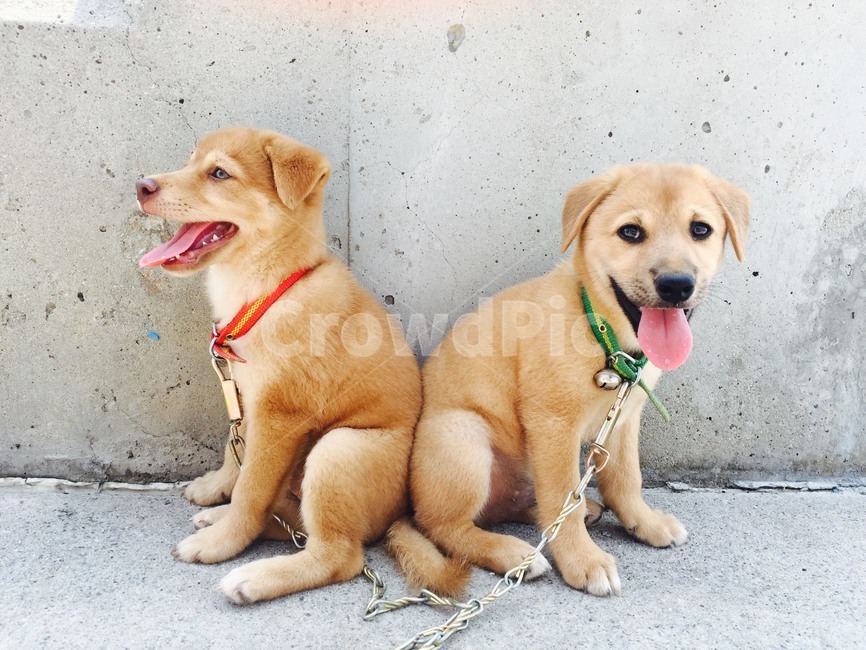 애견,강아지,개,동물,반려견,동물,animal,포유류,mammal,개,강아지,dog,doggy