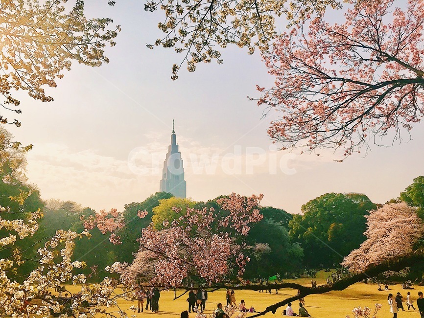 일본,신주쿠,신주쿠공원,도쿄,도코모타워,벚꽃,사쿠라,하나미,japan,shinjuku,park,hanami,sakura,flower