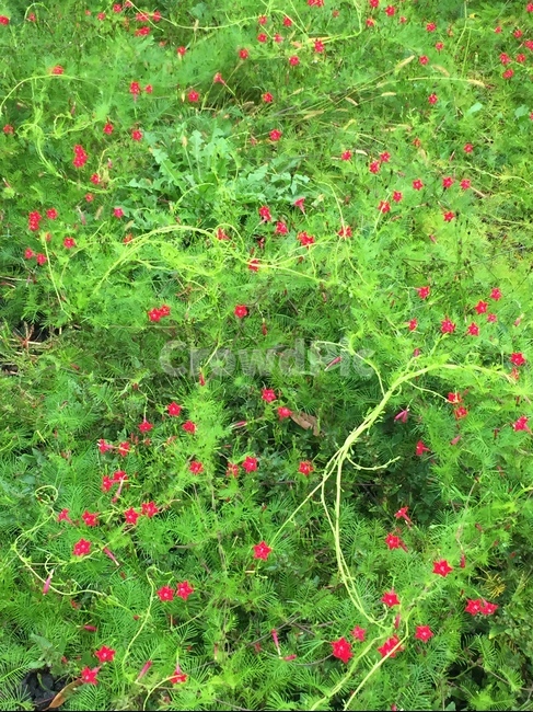 풀꽃,풀,자연,꽃,초록,식물,자연,plants,nature