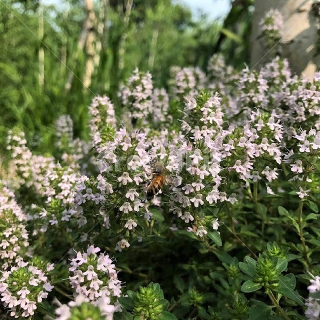 꽃,벌,곤충,섬백리향,자연,식물,자연,plants,nature,꽃,flower,동물,animal,곤충,벌레,insect,bug