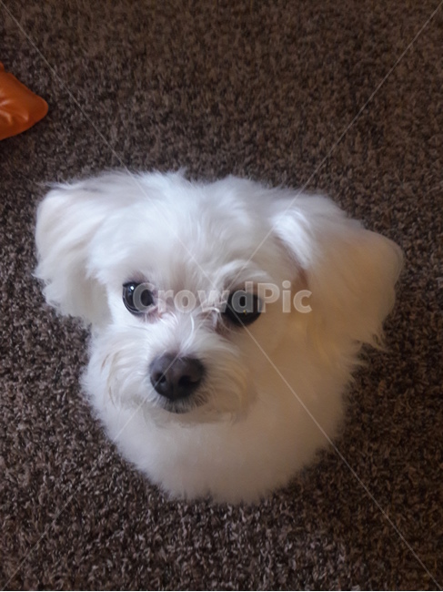 pet,개,dog,애완동물,animal,동물,포유류,puppy,강아지