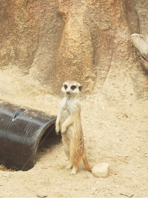 동물,미어캣,귀여움,동물원,meerkat,포유류,animal,cute,mammalia,서있는,경계하는,동물,animal,포유류,mammal