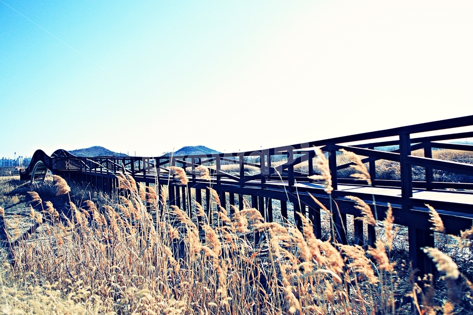 바라지다리,다리,생태공원,풍경,배경,자연,자연,풍경,nature,landscape,한국자연풍경,한국자연경관,korea nature landscape,plant,식물,grass,잔디