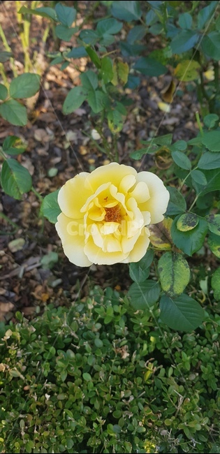 rose,장미,꽃,floral,nature,bloom,flower,garden,정원,petal,꽃잎