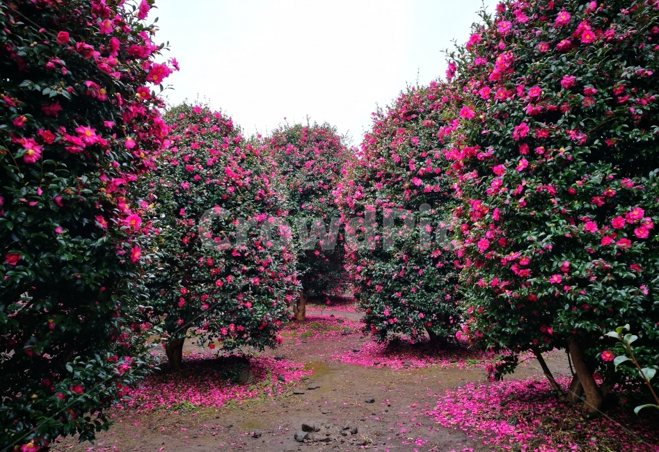 카멜리아,동백꽃,동백,분홍,겨울,크리스마스,여행,감성사진,식물,자연,plants,nature,꽃,flower,나무,trees,wood