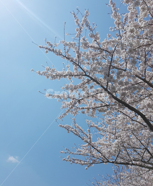 벚꽃,봄,맑은하늘,제주도왕벚꽃,왕벚꽃,봄,계절,spring,season,plant,식물