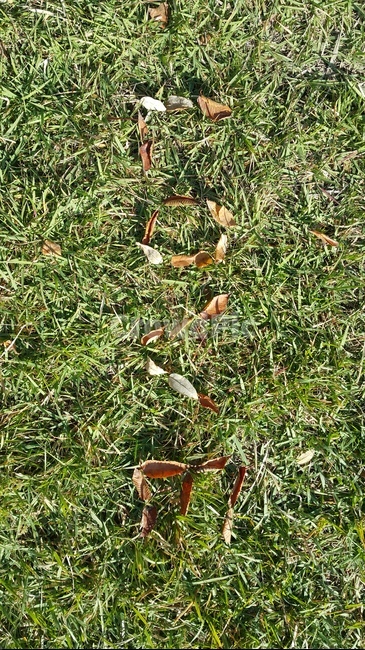 나뭇잎,하트,사랑,love,잔디,가을,계절,fall,autumn,season,감정표현,기분,feeling,emotion,ground,바닥,plant,식물,grass