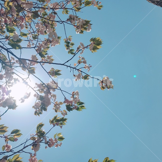 하늘,새싹,파릇,봄꽃,봄식물,꽃,식물,자연,flower,plants,nature,sky,sprout
