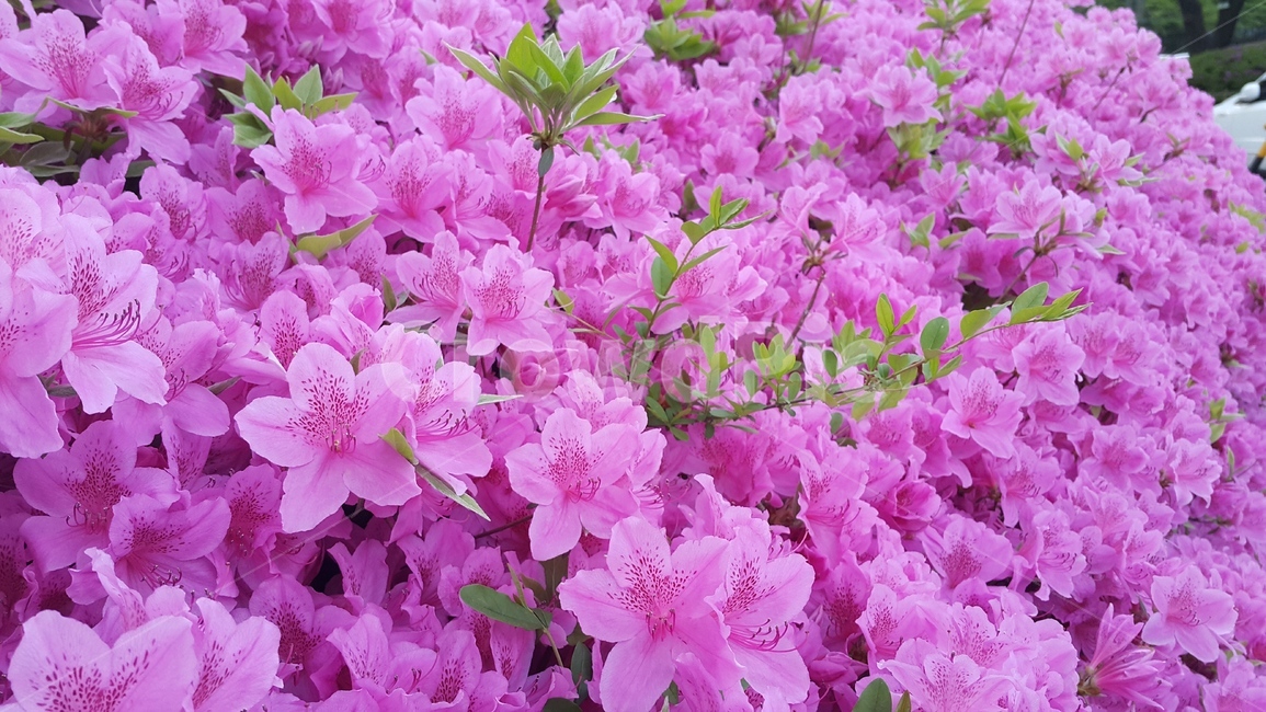 꽃,철쭉,진달래,활짝핀꽃,봄