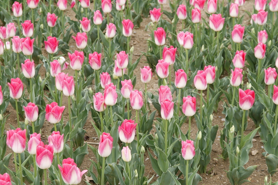 튤립,꽃,봄꽃,축제,식물,봄,계절,spring,season,식물,자연,plants,nature,꽃,flower,plant,blossom,tulip