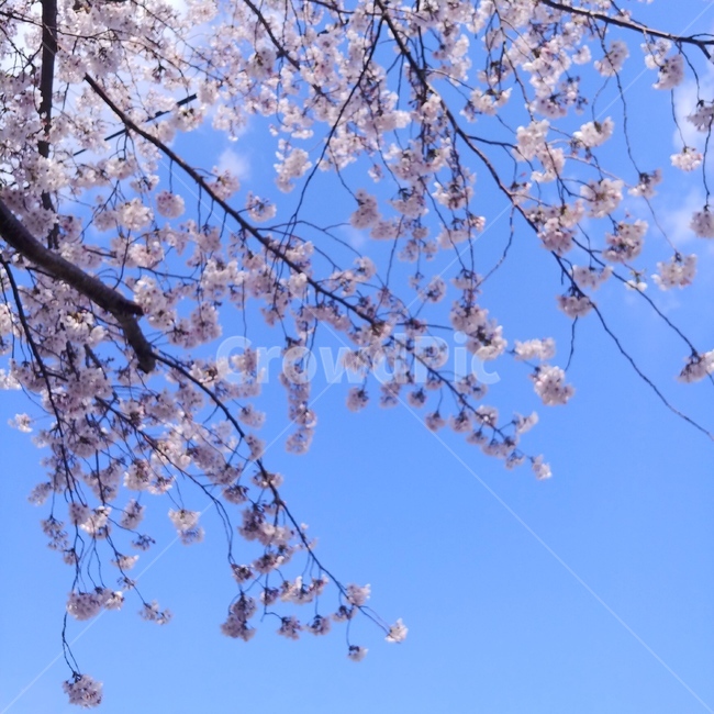 plant,식물,flower,blossom,꽃,봄,계절,spring,season