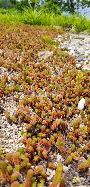 꽃,자연,식물,풀,들풀,들꽃,야생화,plants,nature,flower,배경,분홍,봄,여름,감성