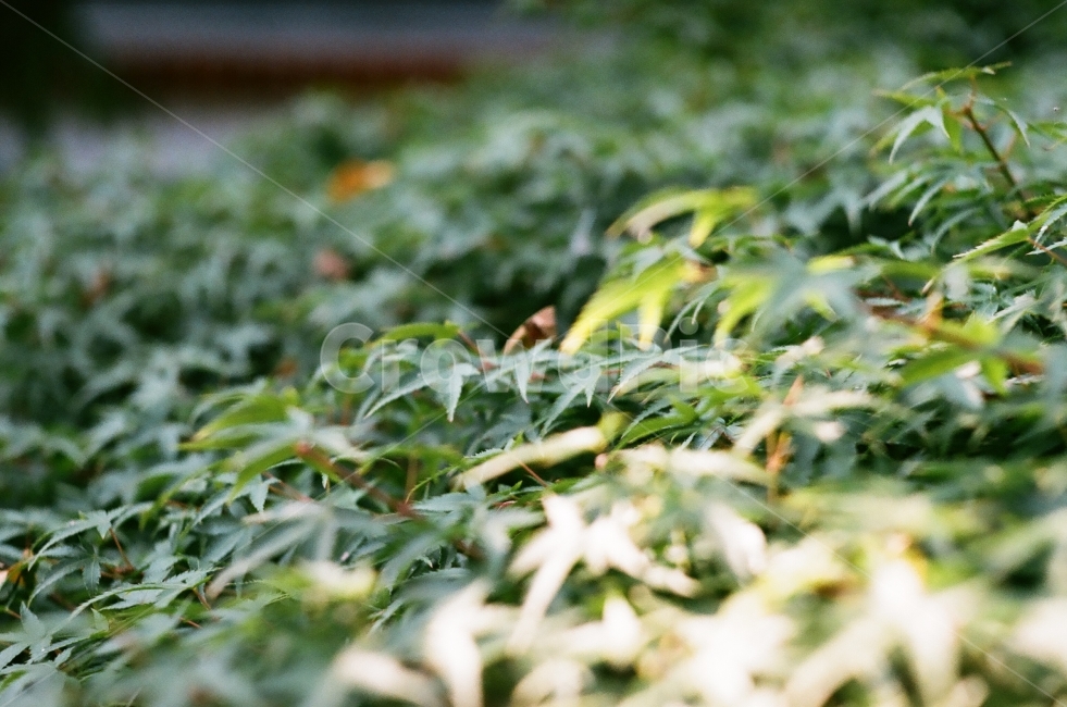 자연,나무,햇빛,단풍나무,필름,식물,자연,plants,nature