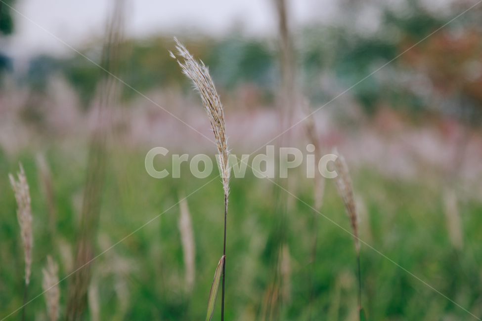 갈대,가을,식물,자연,초록,억새,가을,계절,fall,autumn,season,식물,자연,plants,nature,grass,잔디,plant,lawn