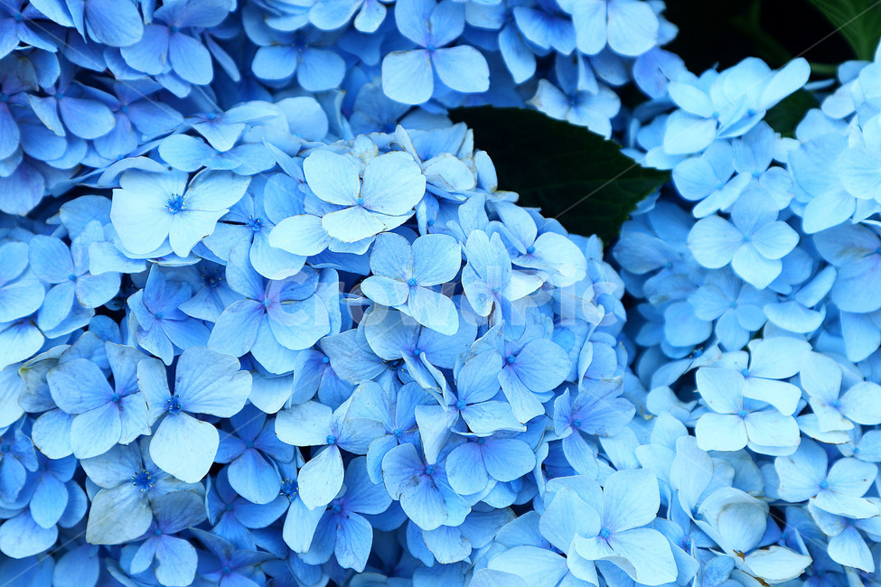 수국,여름,자연,꽃,식물,식물,자연,plants,nature,꽃,flower