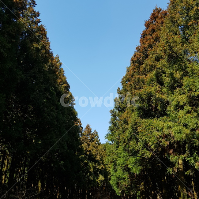 사려니숲길,숲길,숲,삼나무,파란하늘,푸른하늘,자연,풍경,nature,landscape,outdoors,옥외,tree,나무,plant,식물