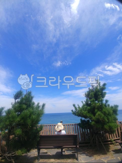 blue sky,seascape,ocean,two trees,woman sitting on chair