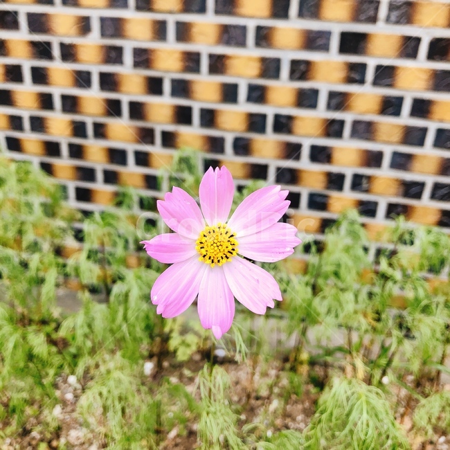 자연,봄,꽃,flower,코스모스