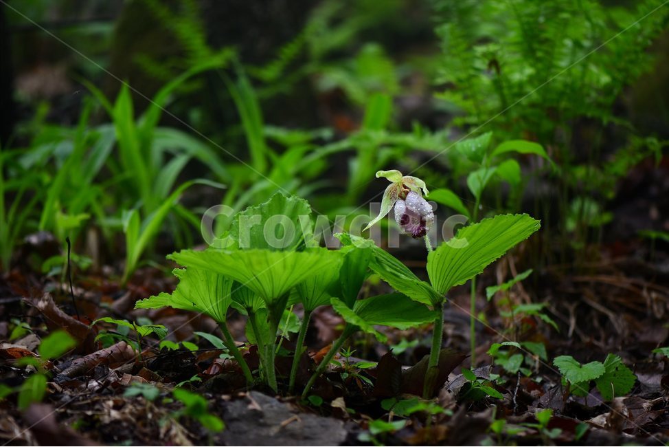 광릉요강꽃,멸종위기,난초과,복주머니란속,야생화,1급,희귀,봄,꽃,plant,wild,flower,자연,생태,식생,풀꽃,식물,식물,자연,plants,nature,꽃,flower