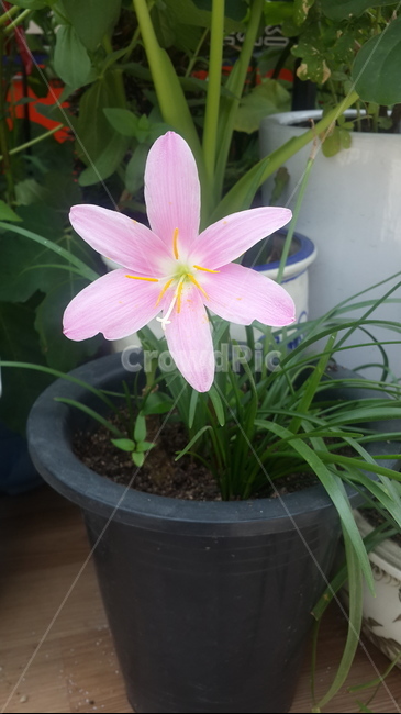 큰꽃,꽃,분홍꽃,다섯잎꽃,분홍큰꽃,꽃,flower,실내용화초,화분,화초,house plant