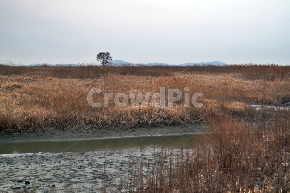 우음도,시화호,시화방조제,화성시,갈대밭,초원,간척지,갯벌,갯골,자연,풍경,nature,landscape
