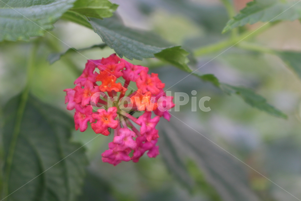 flower,꽃,plant,식물,blossom,식물,자연,plants,nature,꽃,flower