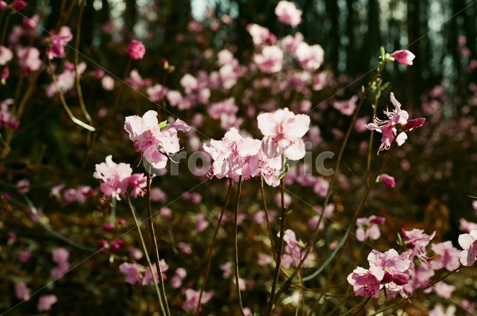 꽃,봄,식물,plant,진달래,식물,자연,plants,nature,꽃,flower