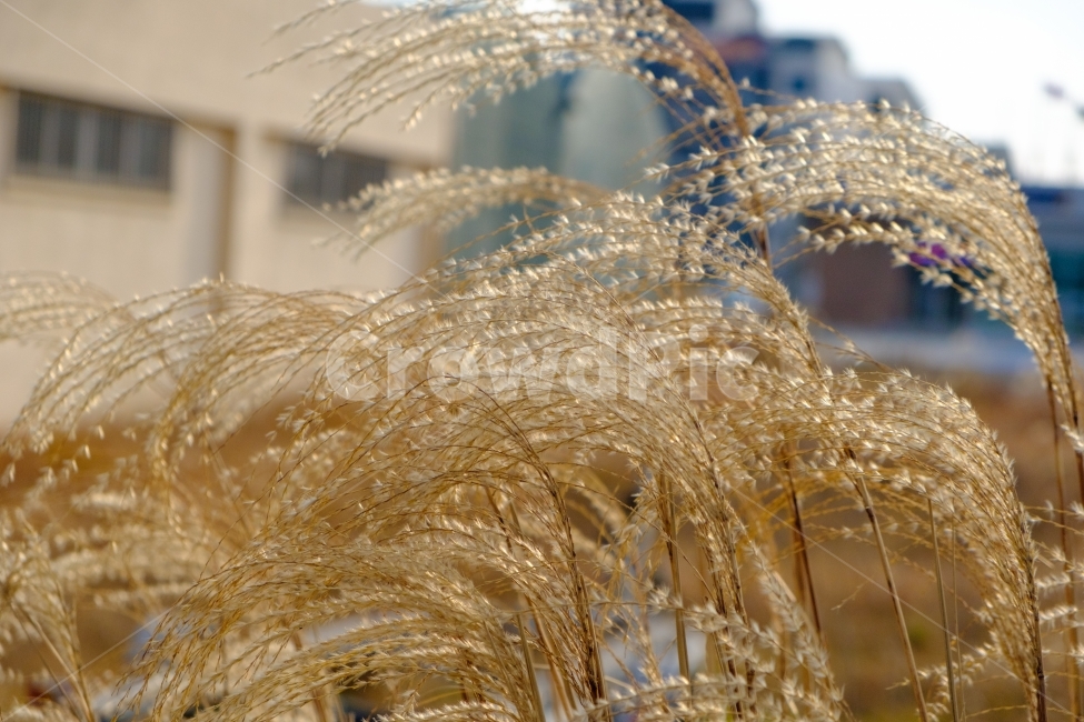 갈대,억새,가을,계절,감성,풀,식물,자연,가을,계절,fall,autumn,season,식물,자연,plants,nature,plant,grass,잔디