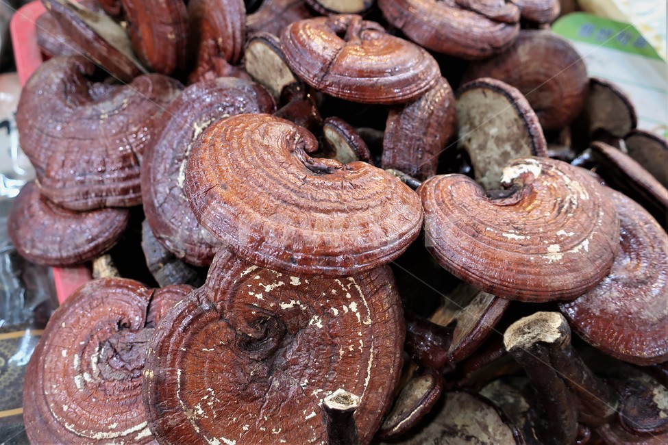 영지버섯,버섯,약재,한방,야생,한약재,약용,약령시,약령시장,자연산,버섯,mushroom