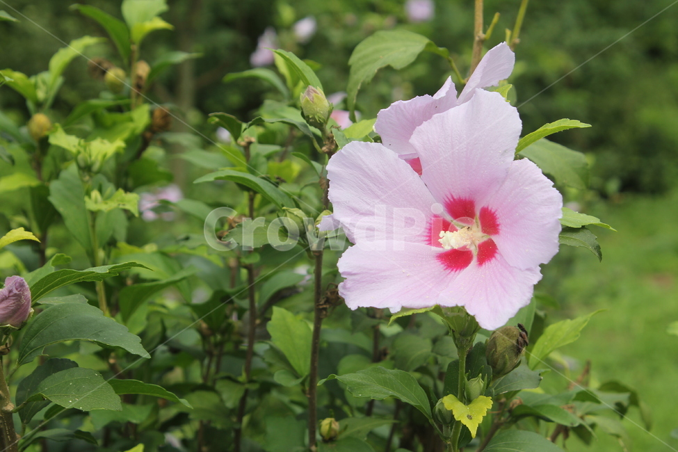 무궁화,식물,꽃,한송이,plant,식물,자연,plants,nature,꽃,flower