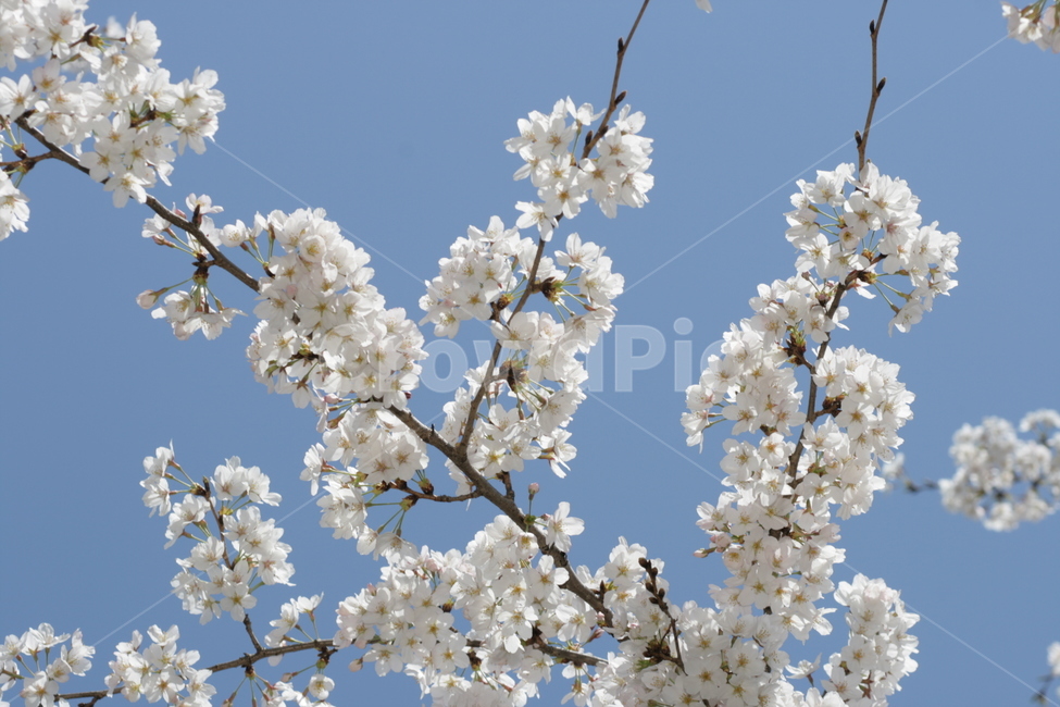 벚꽃,벚꽃놀이,꽃,맑음,꽃놀이,감성,봄,계절,spring,season,plant,식물,flower,blossom