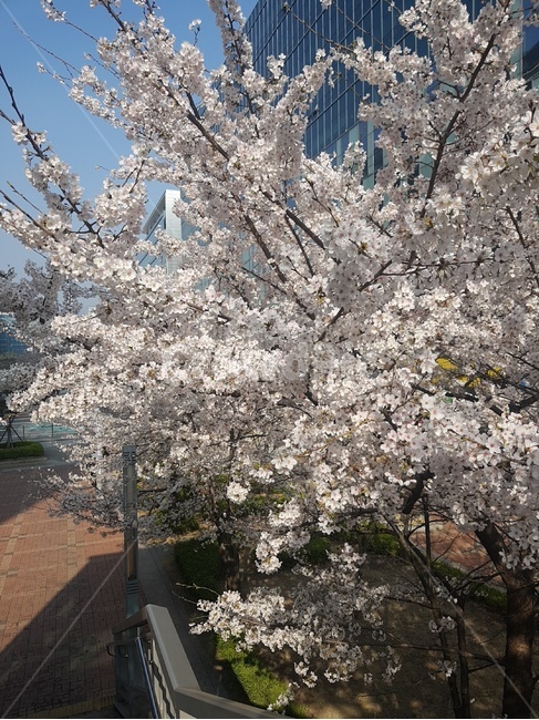 plant,식물,cherryblossom,꽃,벚꽃,풍경,봄