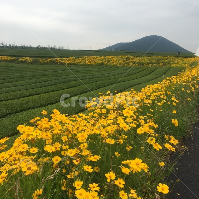 녹차밭,flower,nature,flowers,greentea,mountain,한국자연풍경,자연풍경,풍경,자연,나무,풀,풀밭,꽃밭,꽃,제주도,제주,jejuisland,jeju