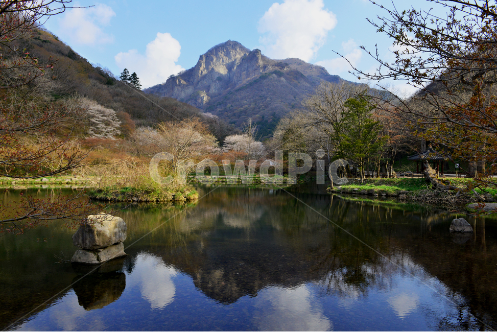 장성,백양사,연못,반영,백암산,백양사봄,봄,계절,벚꽃,꽃,구름,하늘,nature,자연,outdoors,옥외,plant,식물,water,물