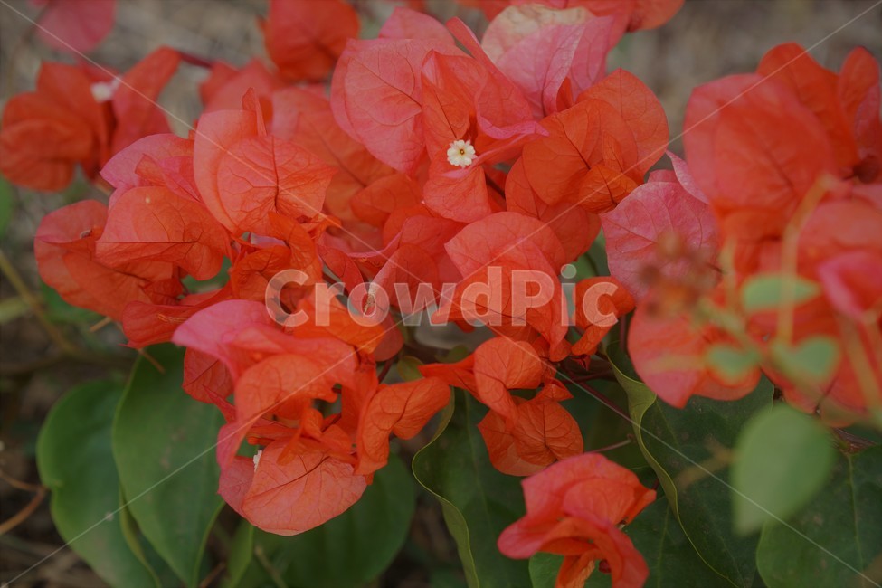 꽃,붉은꽃,자연,식물,red,flower,nature,외국자연풍경,world,green,초록,감성,예쁨,식물,자연,plants,nature,꽃,flower