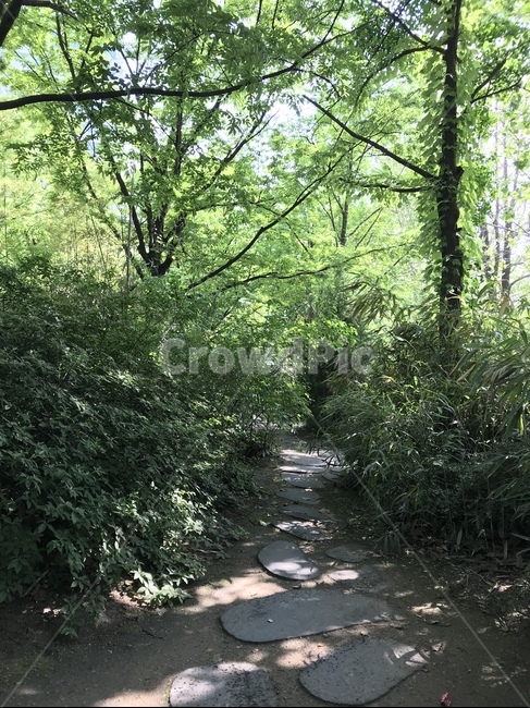 숲길,숲속,오솔길,좁은길,산속,자연,풍경,nature,landscape,휴식,힐링,rest,relaxation,healing,outdoors,옥외,slate,슬레이트