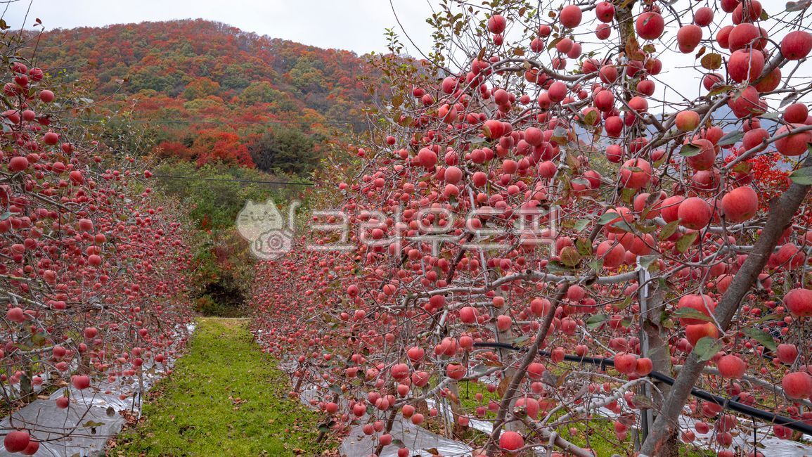 fruit,apple farm,tree branches,apple garden,apple,orchard,fall,fruit tree,ripening,fruition,season,thick apples,hanging,red apples,apple tree