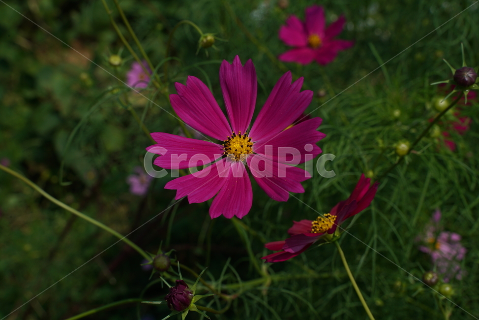 코스모스,cosmos,두상화,국화과,가을,flower,꽃,plant,식물,식물,자연,plants,nature,꽃,flower