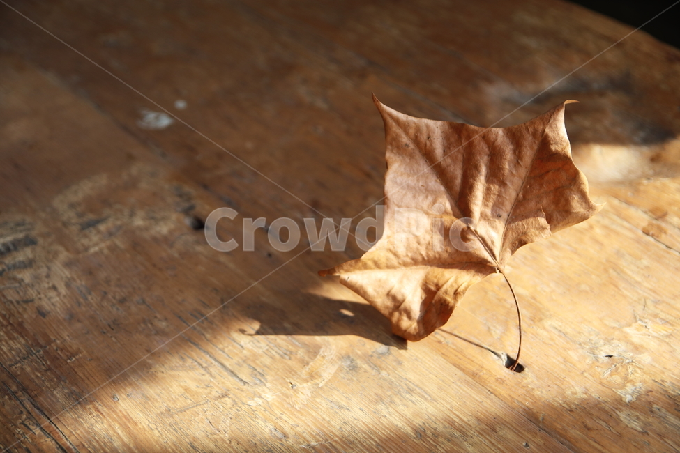 분위기,나뭇잎,세월,추억,바랜,가을,계절,fall,autumn,season,식물,자연,plants,nature,plant,leaf,잎